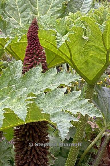 gunnera tinctoria 1 graphic